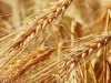 Crops