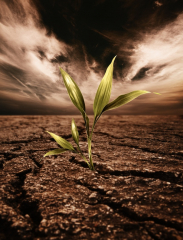 Regrowth