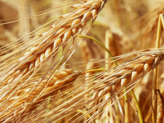 Crops